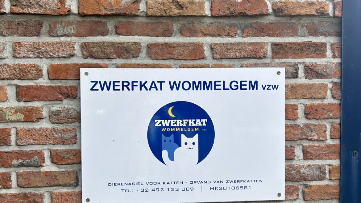 Non-profit organization: Zwerfkat Wommelgem