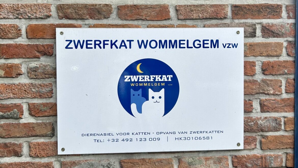 Zwerfkat Wommelgem vzw