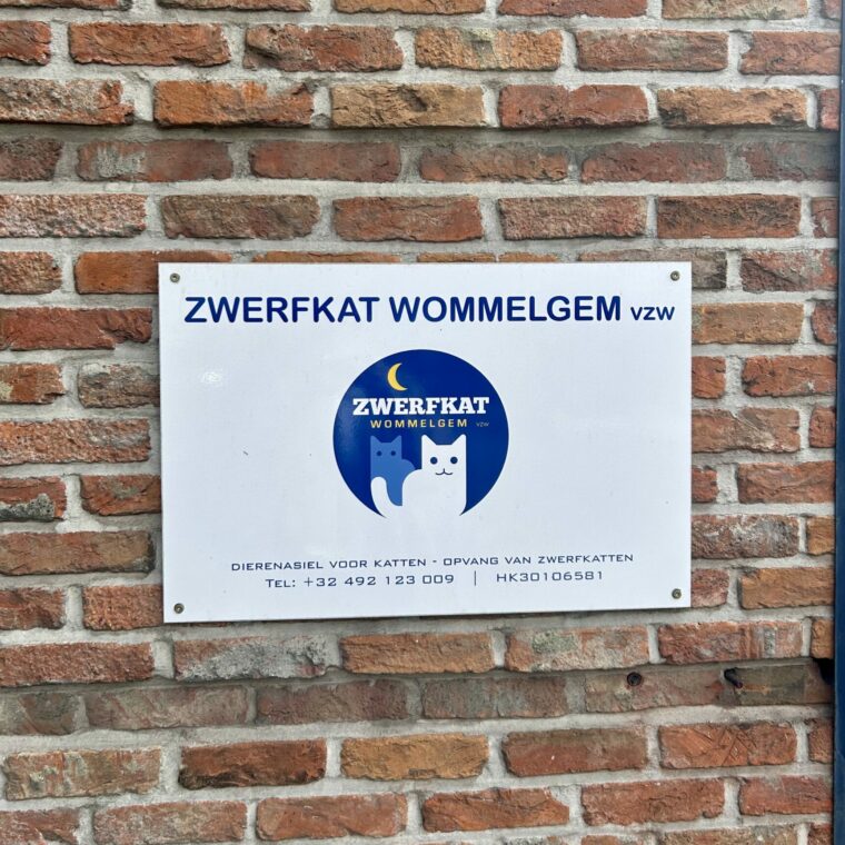 Zwerfkat Wommelgem vzw